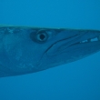 Big Barracuda
