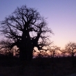 Baobab sunrise