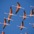 Flamingos overhead