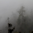 Mountain mist