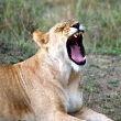 Lioness Yawn