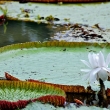 Giant Water Lillies