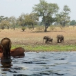 Elephants by the pool