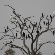 Kariba birds