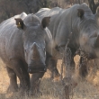 Rhino brothers