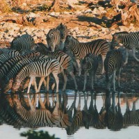 Zebras in Zambia