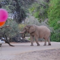 My Birthday Elephant