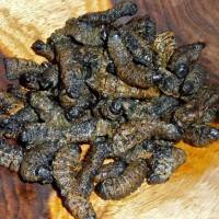 Eating Mopane Worms