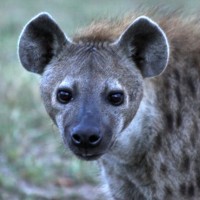 Hyena High Jinks