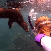 Sea Lion Snorkeling