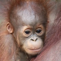 Orangutan Adventures